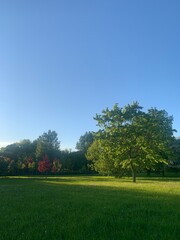 Obraz premium green large lonely tree on the field