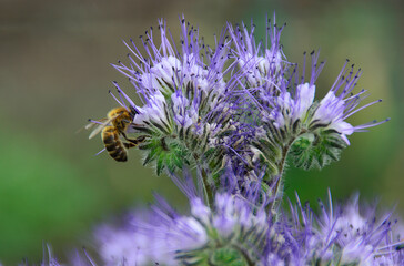 bee on thistle
