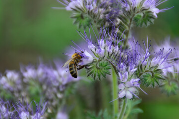 bee on lavender