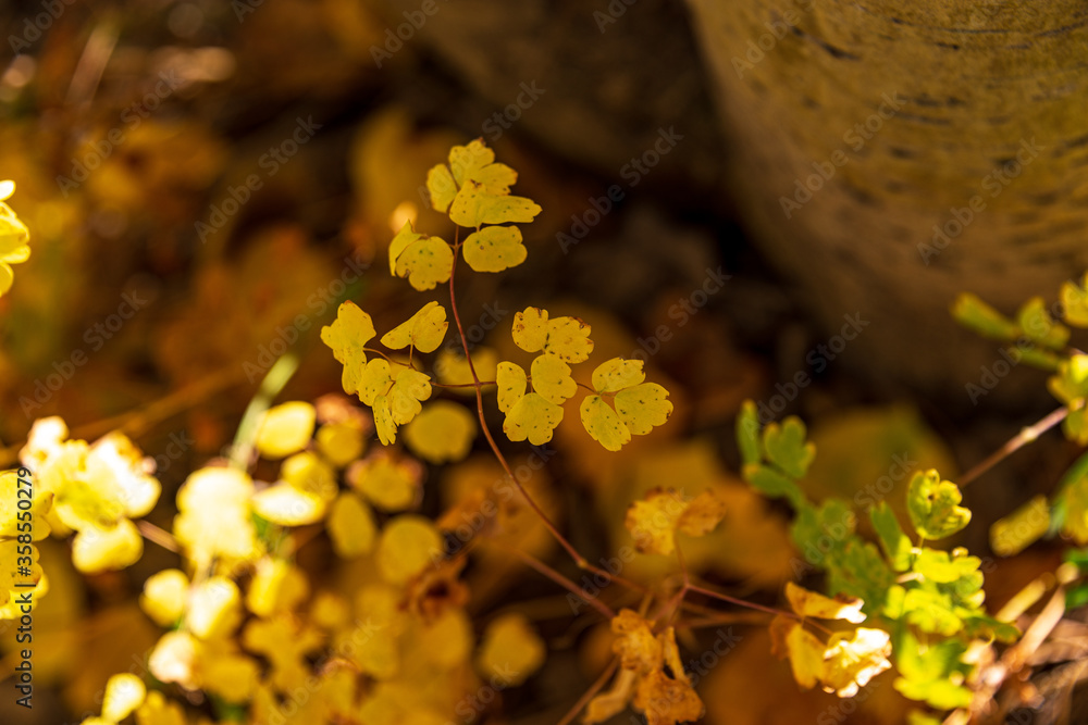 Poster yellow leaves