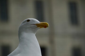 Gaviota mirando el horizonte