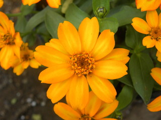 Fototapeta premium Orange Zinnia Angustifolia or Narrow leaf Zinnia flower
