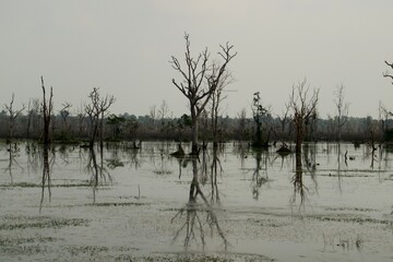 arboles reflejados en un lago