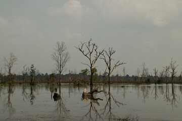 Arboles reflejados en un lago, Camboia