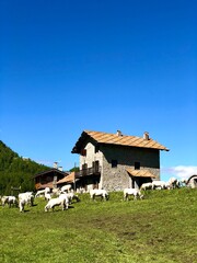 mucche al pascolo davanti alla baita di montagna