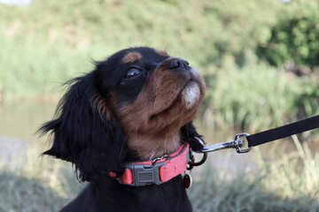 cavalier king charles spaniel
