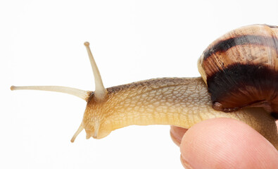 male hand holds a brown snail on a white background