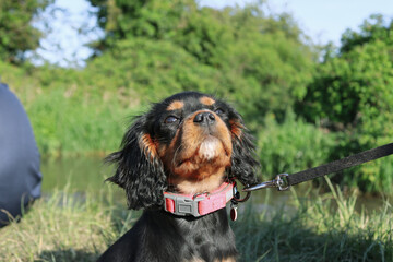 cavalier king charles spaniel