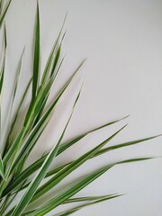 multicolored green-white-pink grass isolated on white background. 