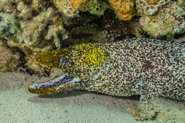 Moray eel Mooray lycodontis undulatus in the Red Sea, eilat israel
