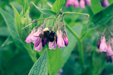 Bee on Flower