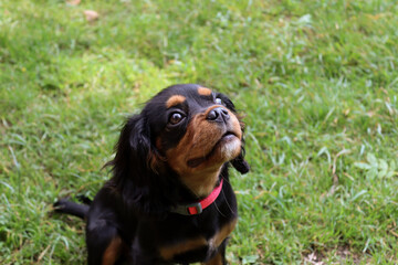 King Charles Spaniel Puppy