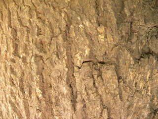 Brown and yellow tree bark textured background