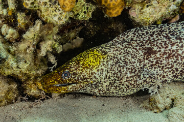 Moray eel Mooray lycodontis undulatus in the Red Sea, eilat israel
