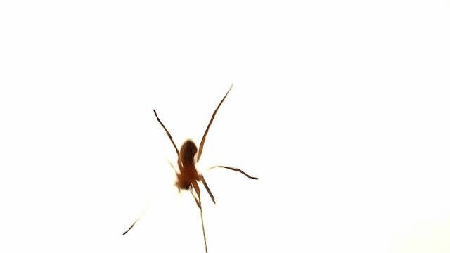 View under wolf spider opening legs and running away