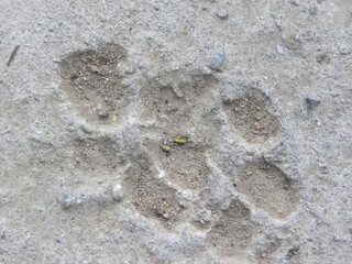 Paw marks of a dog on concrete