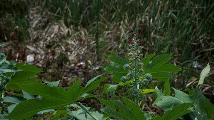 Ricinus communis , the castor bean or castor oil plant