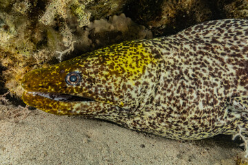 Moray eel Mooray lycodontis undulatus in the Red Sea, eilat israel
