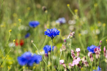 Wildflowers in a meadow, in summer