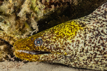 Moray eel Mooray lycodontis undulatus in the Red Sea, eilat israel
