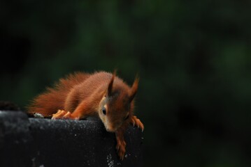 A brown squirrel sits on a roof edge looking down
