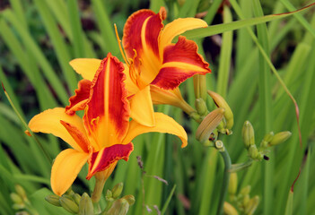 Fototapeta premium Closeup image of amazing two flowers of a bright golden colour.