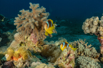 Coral reef and water plants in the Red Sea, Eilat Israel
