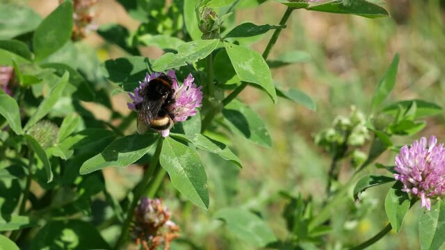 Bumblebee eats nectar on clover flowers..