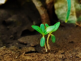 Two small Plantlets(Baby plants) growing together