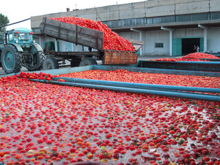 Tomato processing