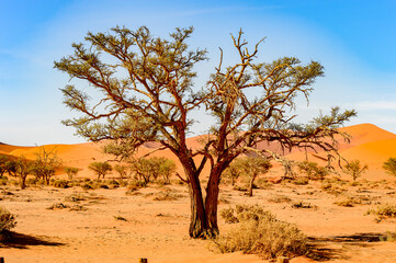 Obraz premium It's Spectacular landscape of the Namibia desert, Sossuvlei, Africa.