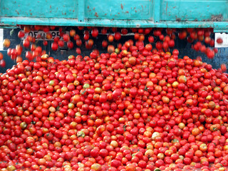 Tomato processing