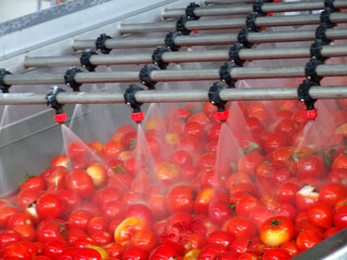 Tomato processing
