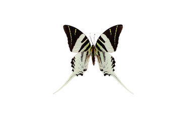 Black and white Graphium Androcles Swordtail Swallowtail Indonesia Butterfly in the family...