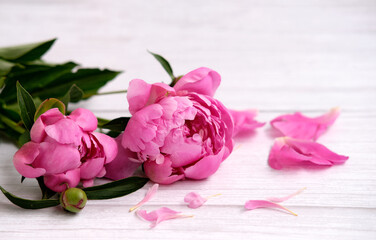 A bouquet of pink peonies flower and petals on a light wooden background