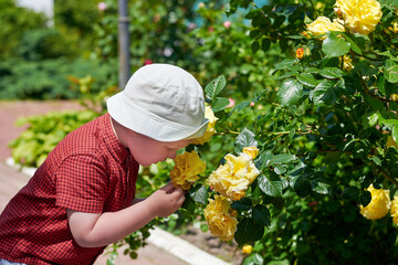 Little cute boy in panama sniffs a rose bush.