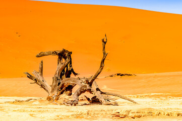 It's Dead Acacia erioloba in the Dead Vlei (Dead Valley), Namibia Desert, Africa