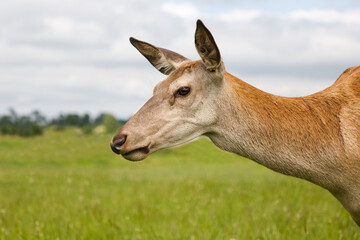 Portrait of the red deer on the summer meadow