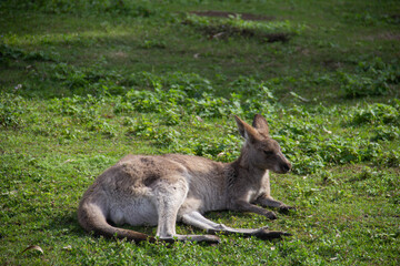 Naklejka na ściany i meble Kangaroo resting at Coombabah Park in Gold Coast. Australia. July ‎18, ‎2019