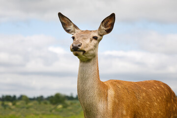 Obraz premium Portrait of the red deer on the summer meadow