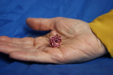 menopause concept. dried red rose in the hands of an old woman. dried rose and old hands represent withered female beauty and the cessation of monthly menstrual cycles (menopause)