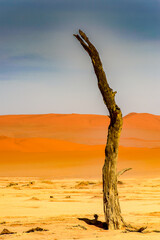 It's Dead Acacia erioloba in the Dead Vlei (Dead Valley), Namibia Desert, Africa