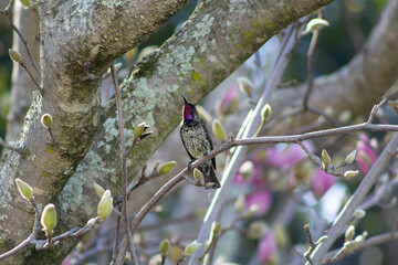 Beautiful black Sunbird with a pink and purple throat in a Magnolia Tree