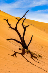 Fototapeta na wymiar It's Dead Acacia erioloba in the Dead Vlei (Dead Valley), Namibia Desert, Africa