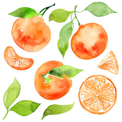 Watercolor illustration of colorful mandarin, tangerine, orange set. Hand drawn. Isolated on white background. Leaves and flowers