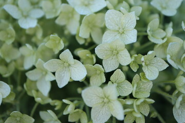 Young blossoms of Hydrangea arborescens "Annabelle" 