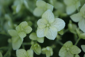 Young blossoms of Hydrangea arborescens "Annabelle" 