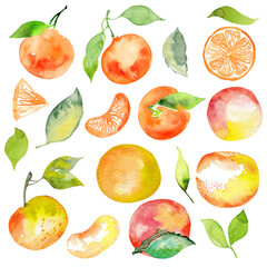 Watercolor illustration of colorful mandarin, tangerine, orange set. Hand drawn. Isolated on white background. Leaves and flowers