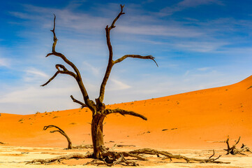 It's Dead Acacia erioloba in the Dead Vlei (Dead Valley), Namibia Desert, Africa