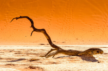 Obraz premium It's Dead Acacia erioloba in the Dead Vlei (Dead Valley), Namibia Desert, Africa